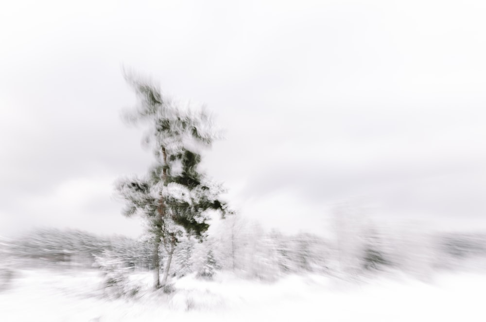 tree covered by snow