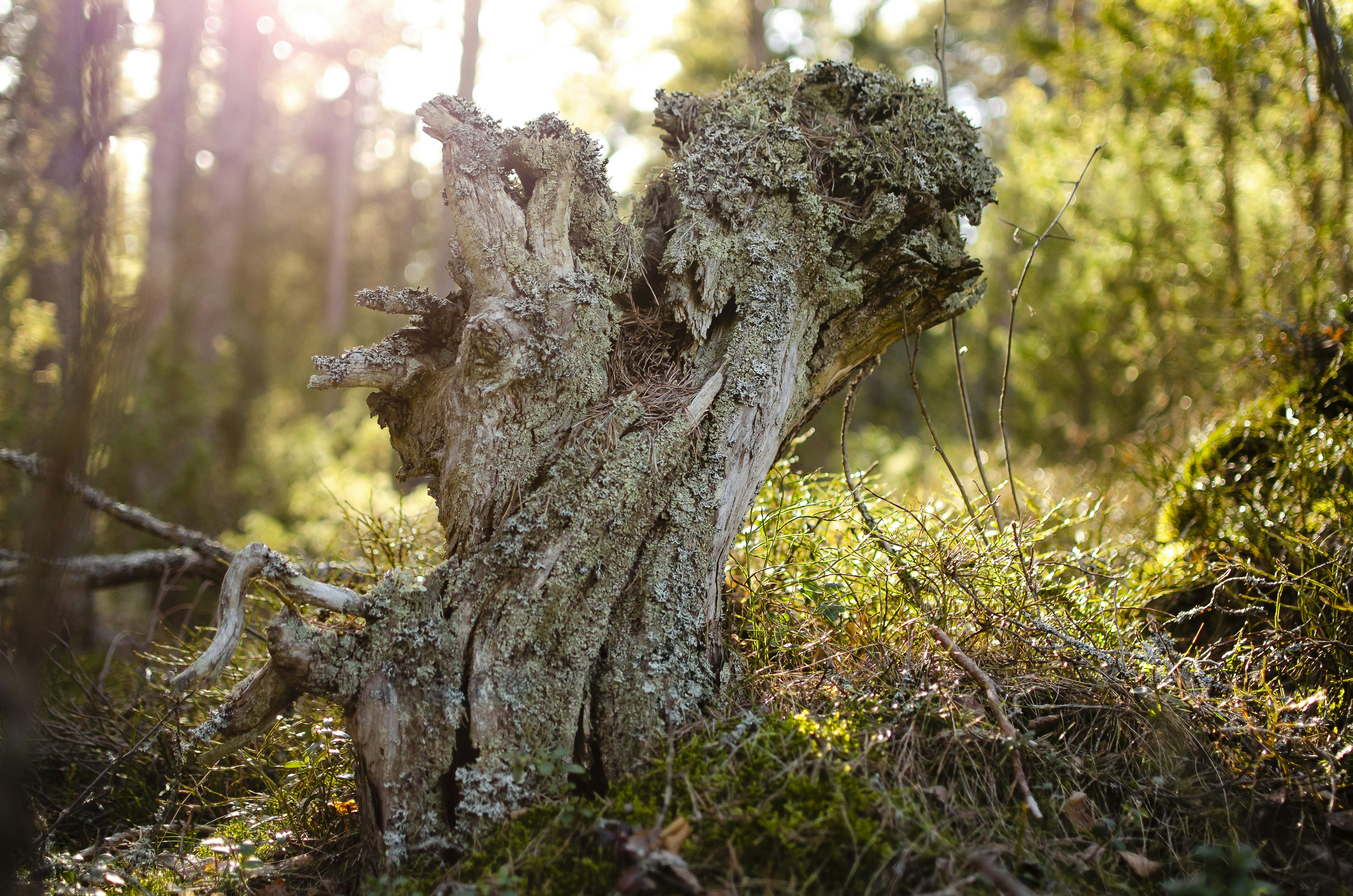 ¿Medio ambiente o medioambiente?