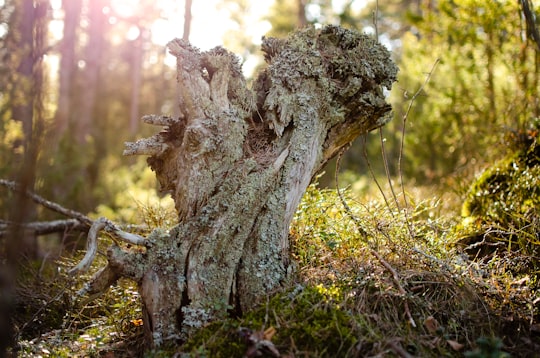 cutted tree in Korpo Finland