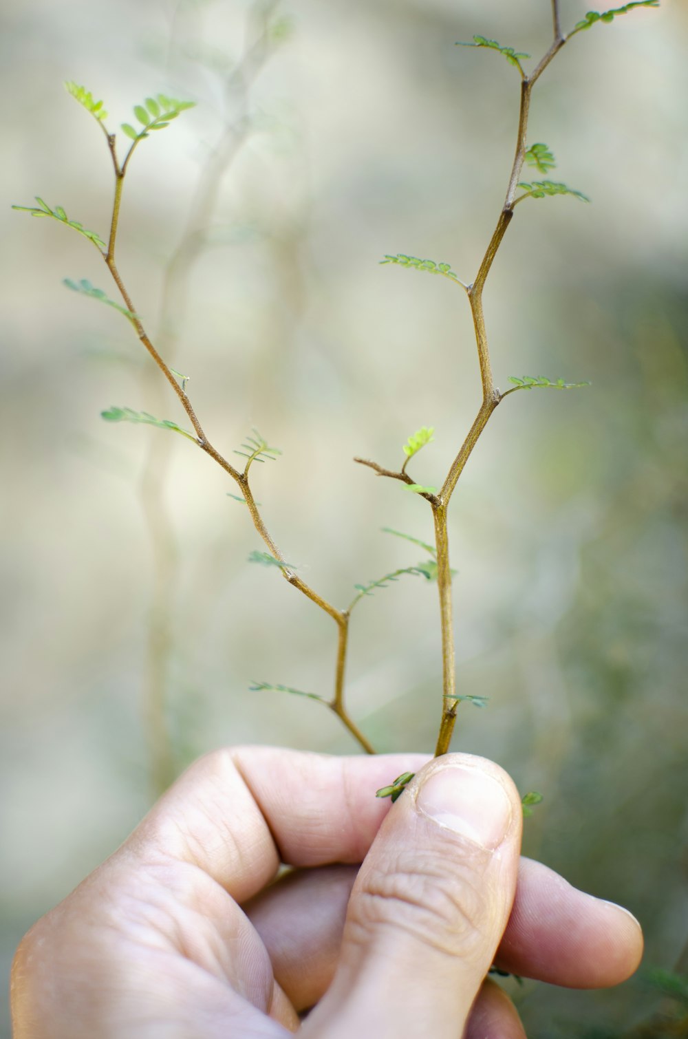 緑の葉の植物を持っている人