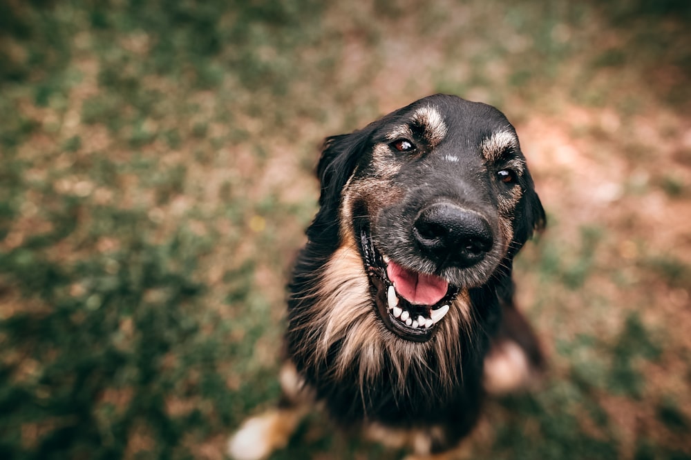 long-coated black and brown dog