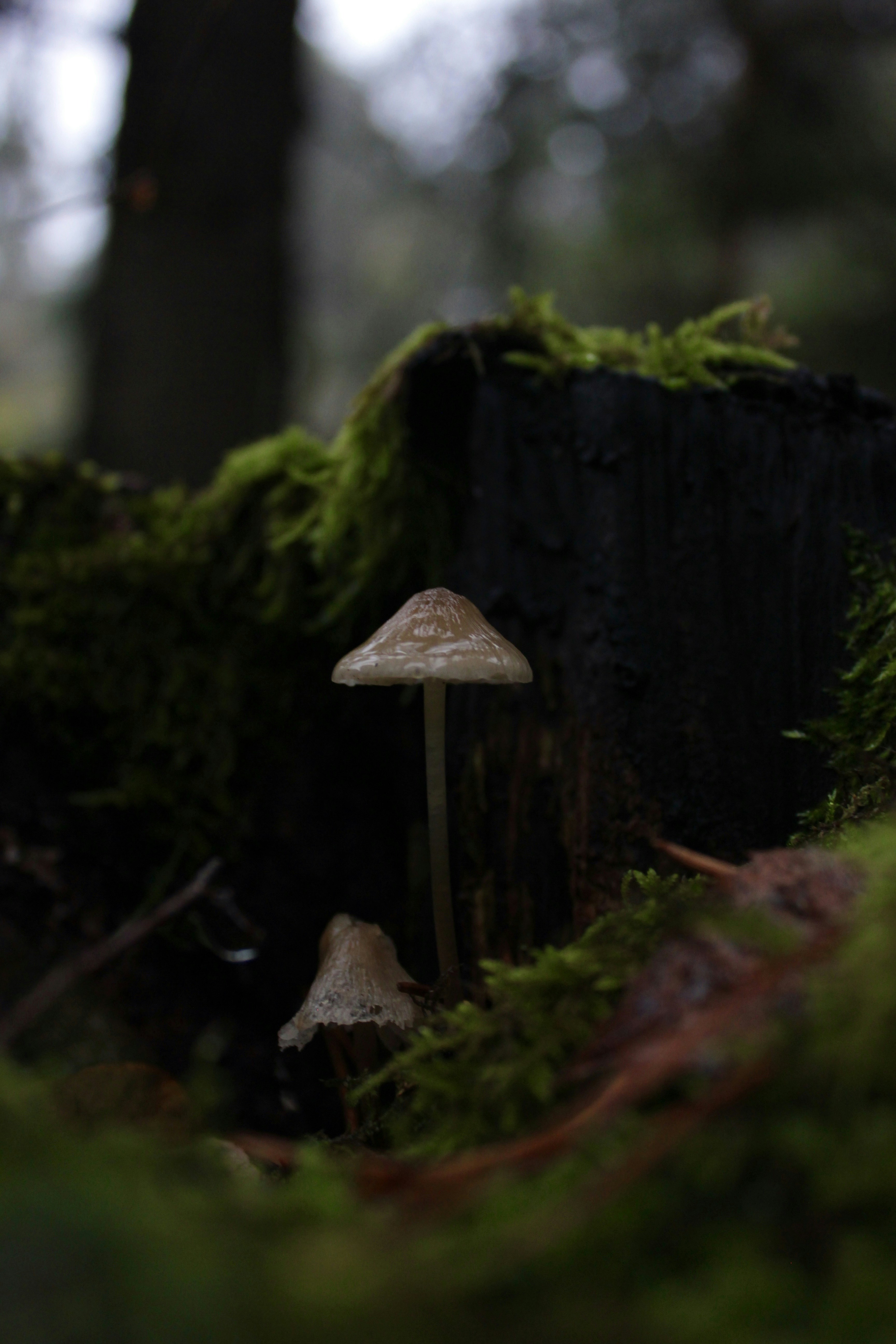 Photo by lukaskokkonen