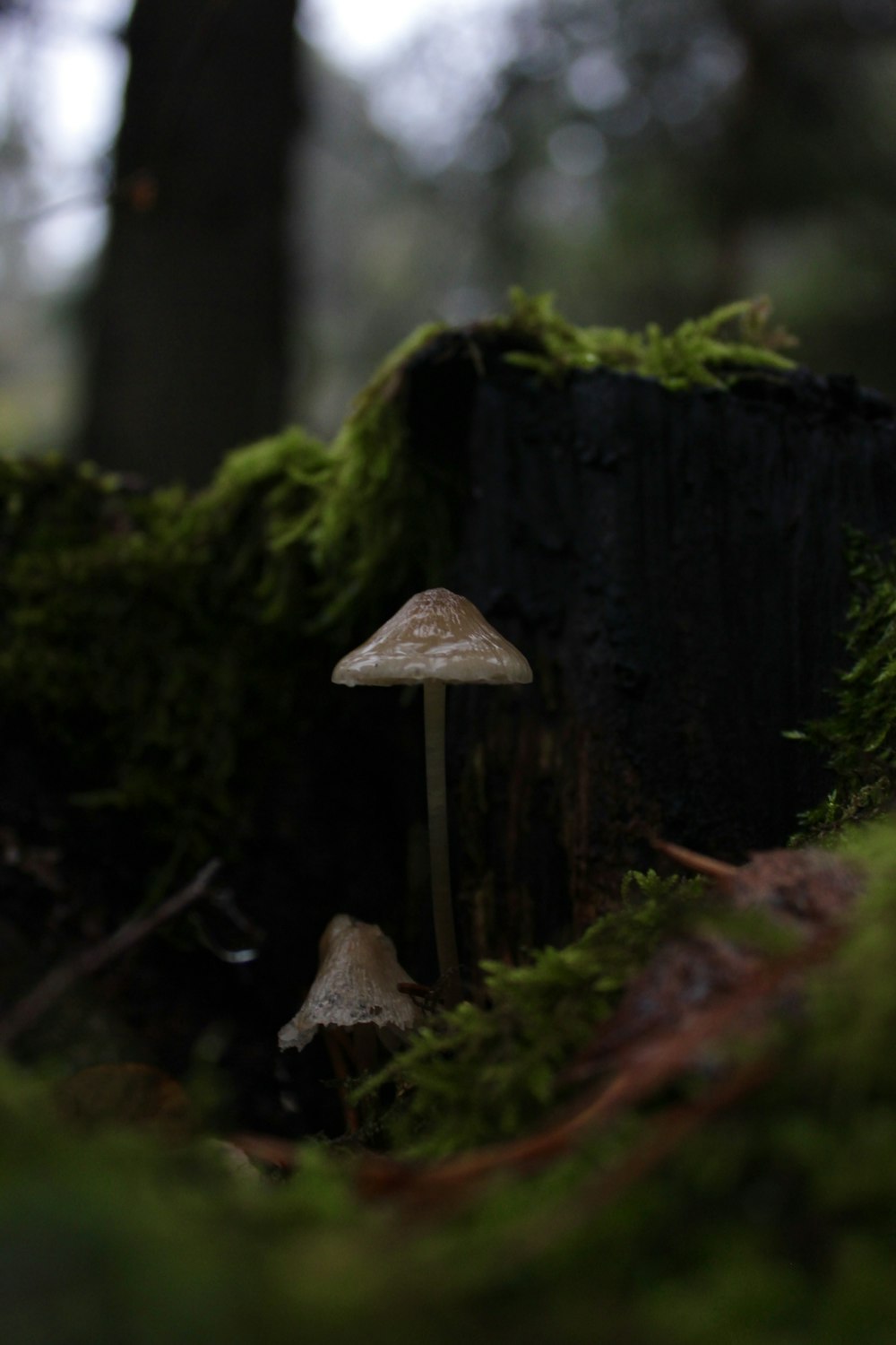 brown and white mushroom