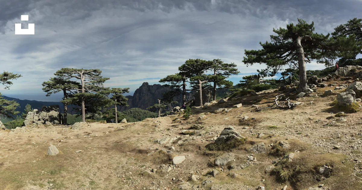 Ground With Trees Ground with trees during daytime photo – Free Plant Image on Unsplash