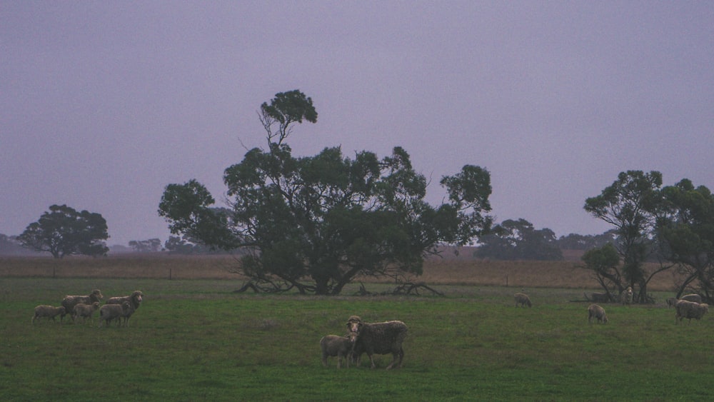 green-leafed tree