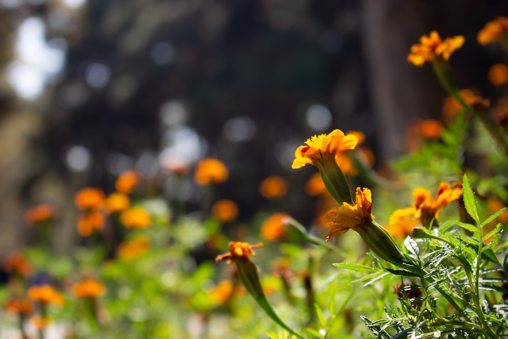 Ein Feld mit orangefarbenen Blumen mitten am Tag