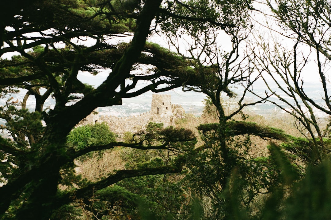 Nature reserve photo spot Castelo dos Mouros Colares