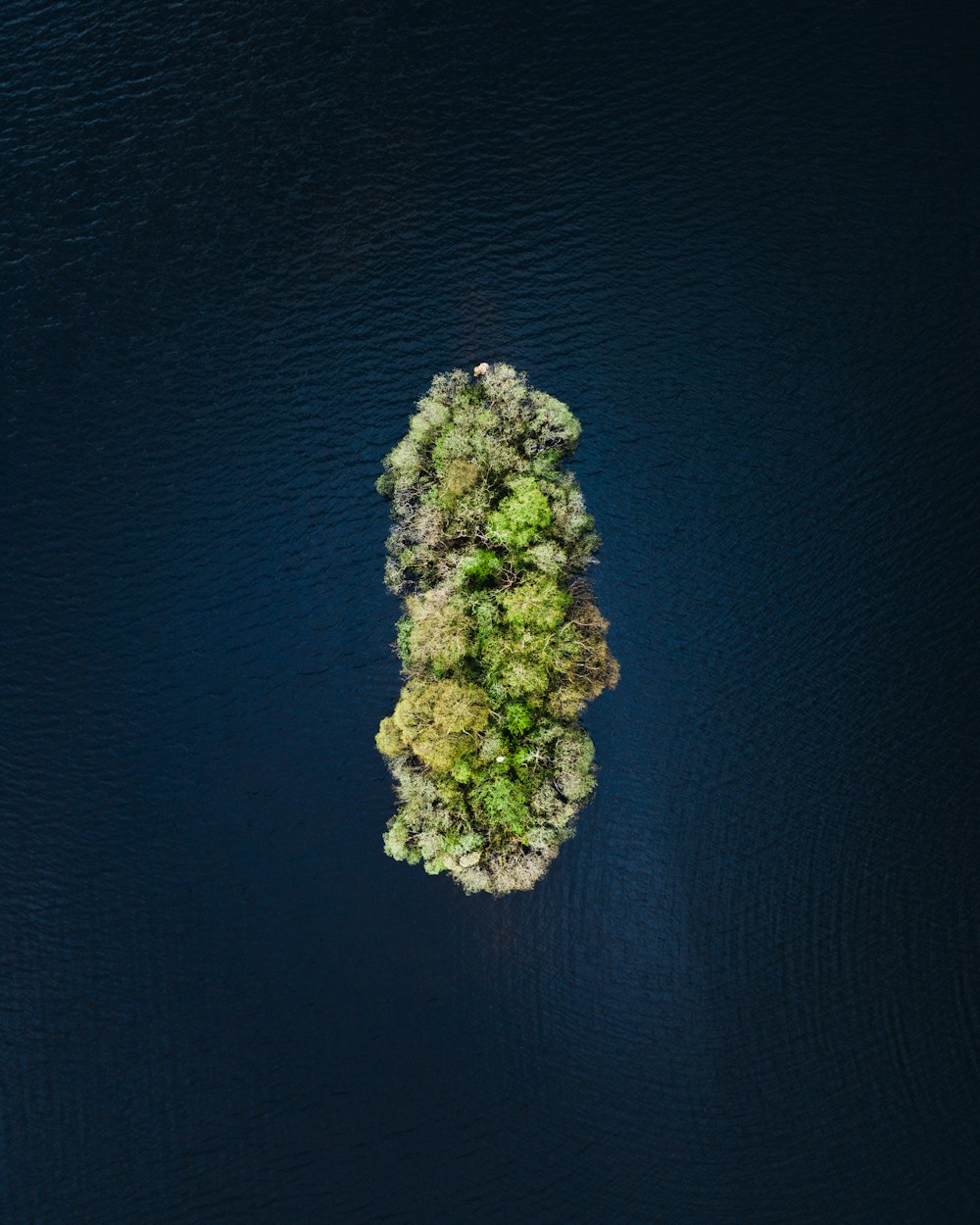 an aerial view of a tree in the middle of the water