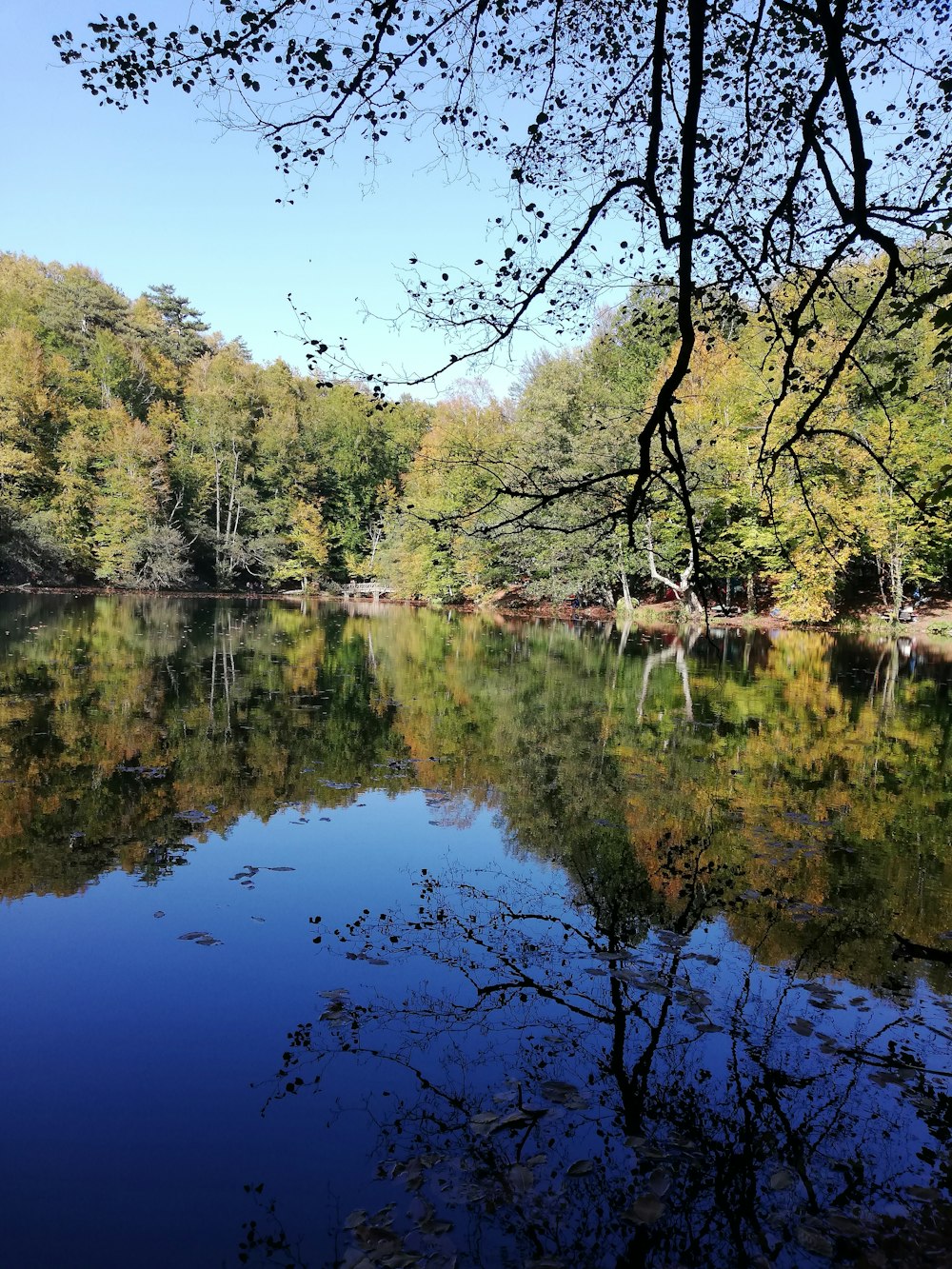 green leaf trees near body of water