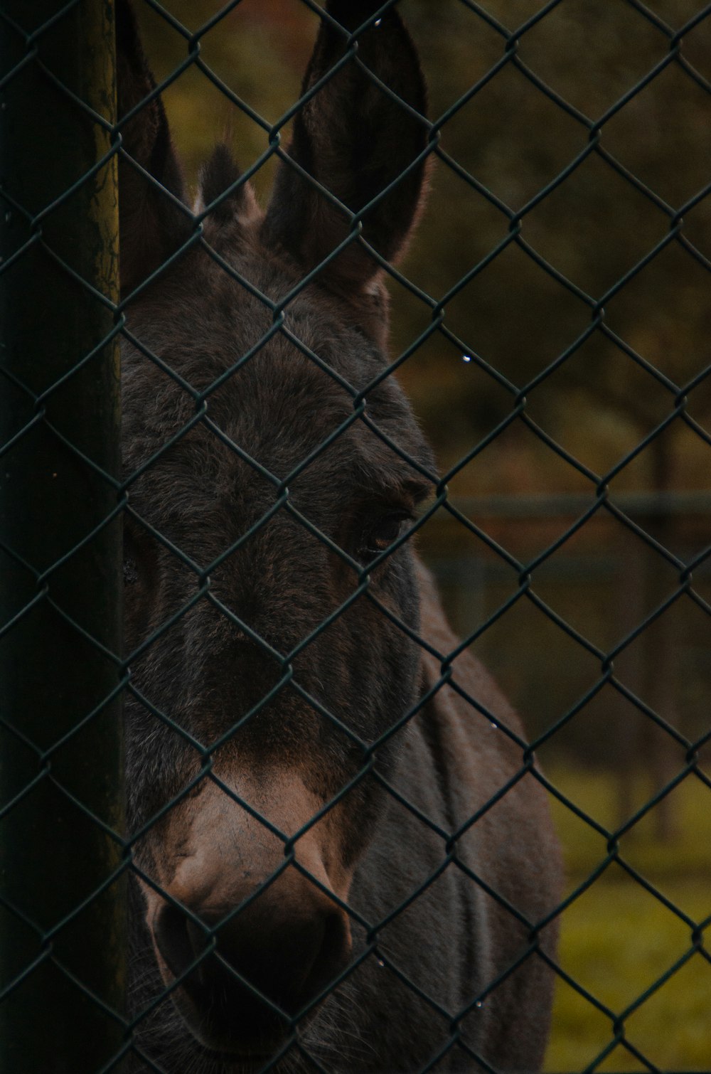 brown horse near fence