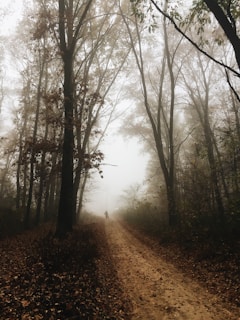 A misty forest path is surrounded by tall trees and scattered leaves. The pathway is covered in dirt, leading further into the foggy distance. A solitary figure is walking away, adding an element of mystery.