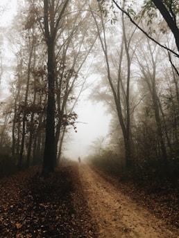 A misty forest path is surrounded by tall trees and scattered leaves. The pathway is covered in dirt, leading further into the foggy distance. A solitary figure is walking away, adding an element of mystery.