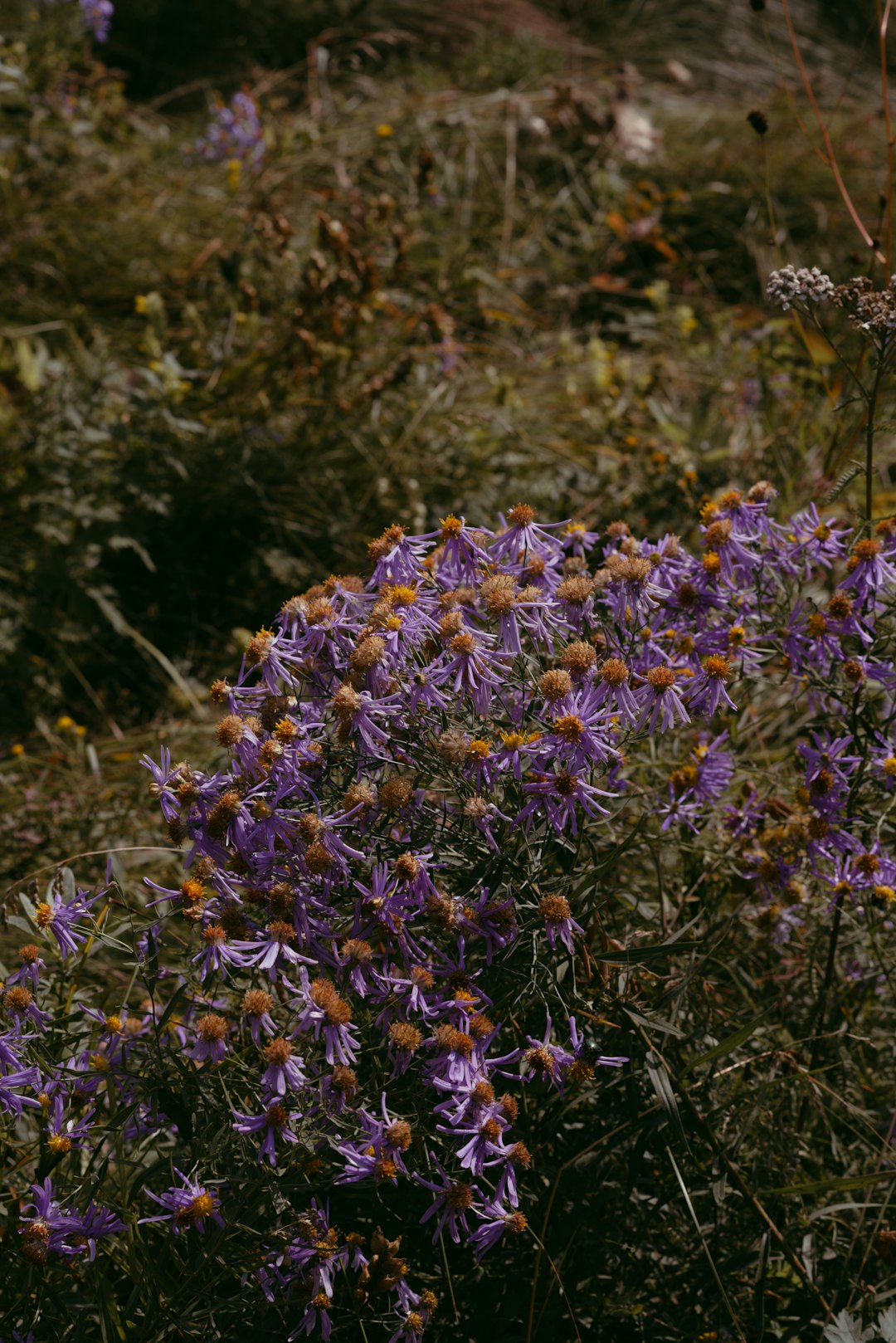 purple petaled flower