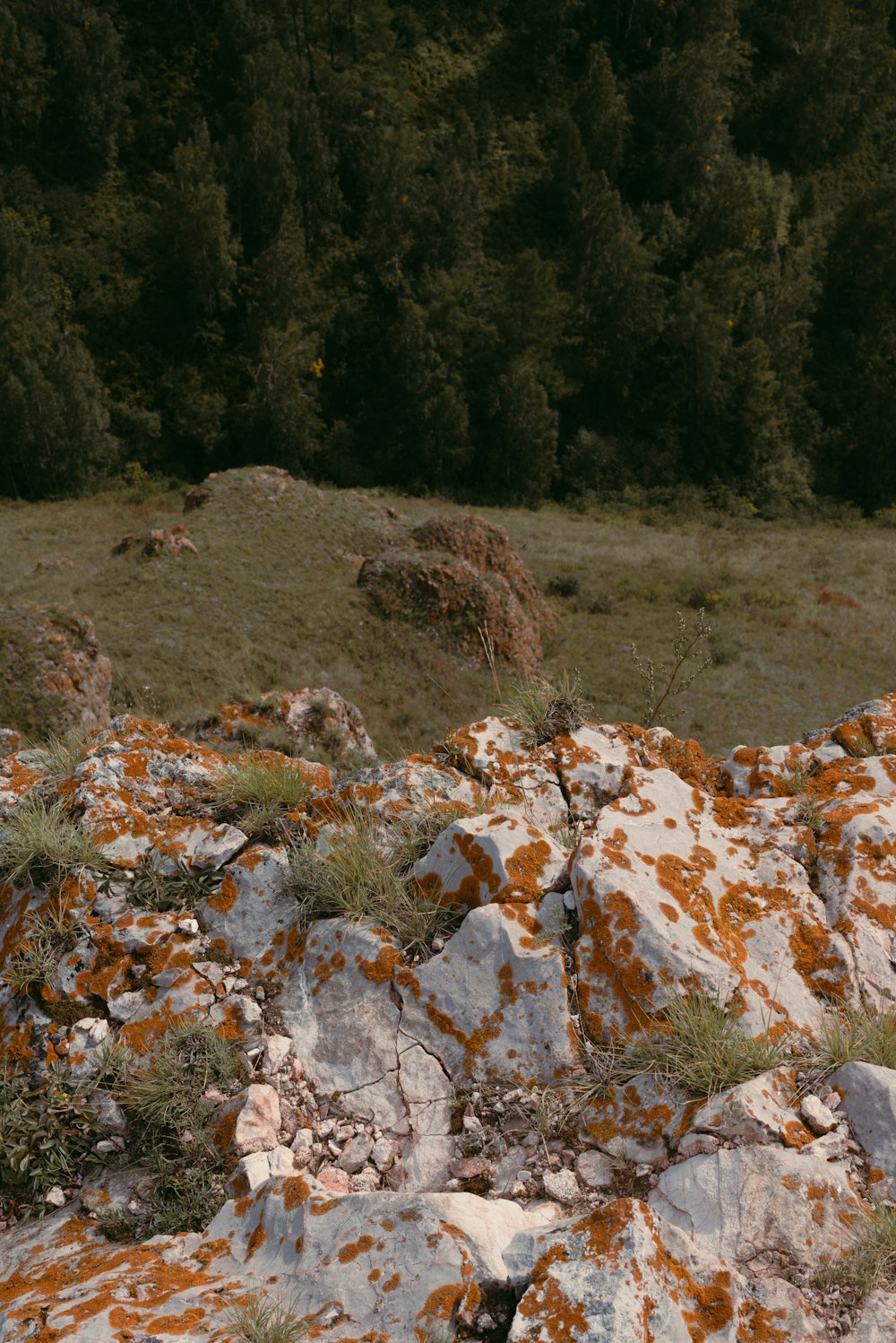 trees near grasses