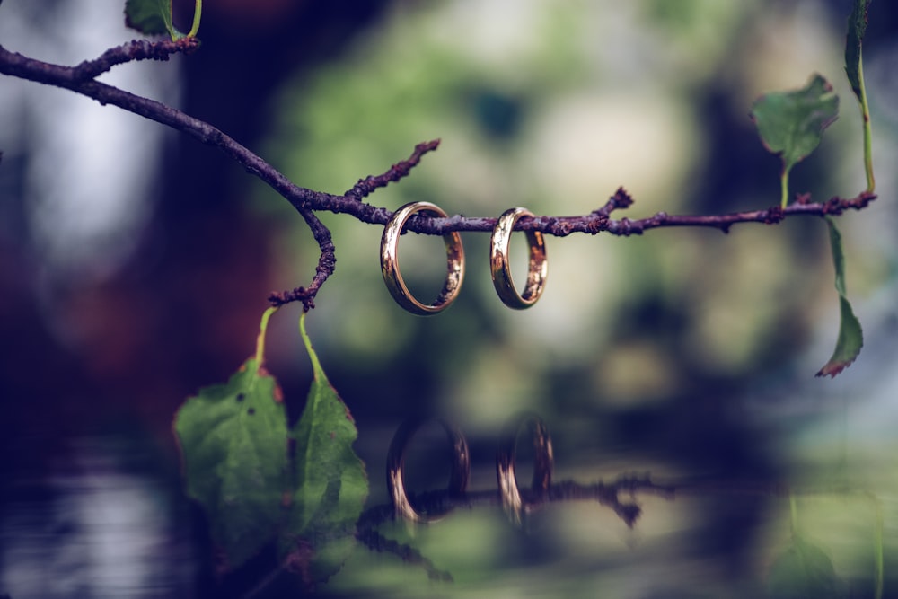 two gold-colored rings on tree