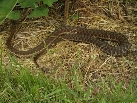 A snake is coiled on a bed of dry grass and straw, surrounded by patches of green leaves and grass. The snake has a patterned skin with brown and green hues, blending well with the natural environment.