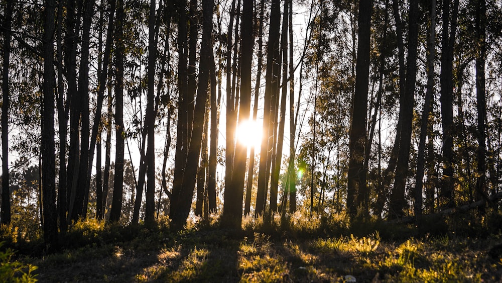 green leafed trees