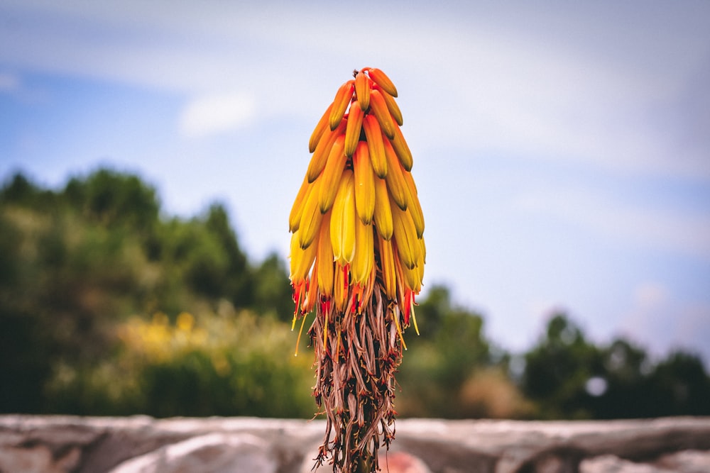 fotografia close up de flor de pétala amarela