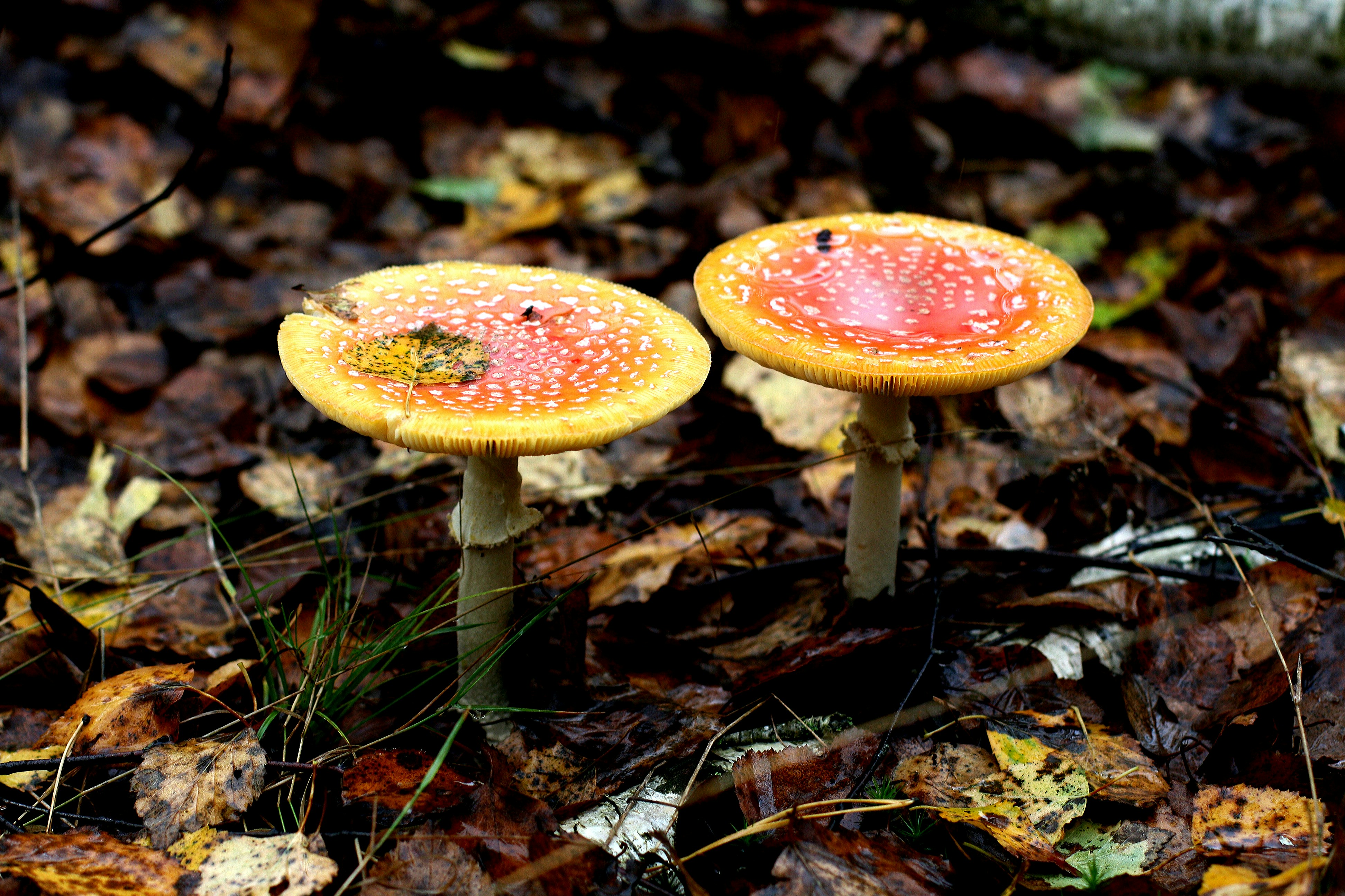 Photo by catrionaobrian