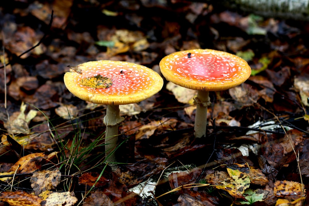 two red mushrooms