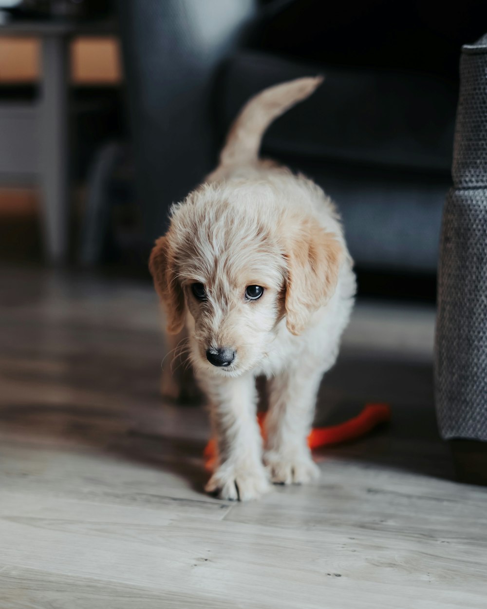 white and brown long-coated puppy