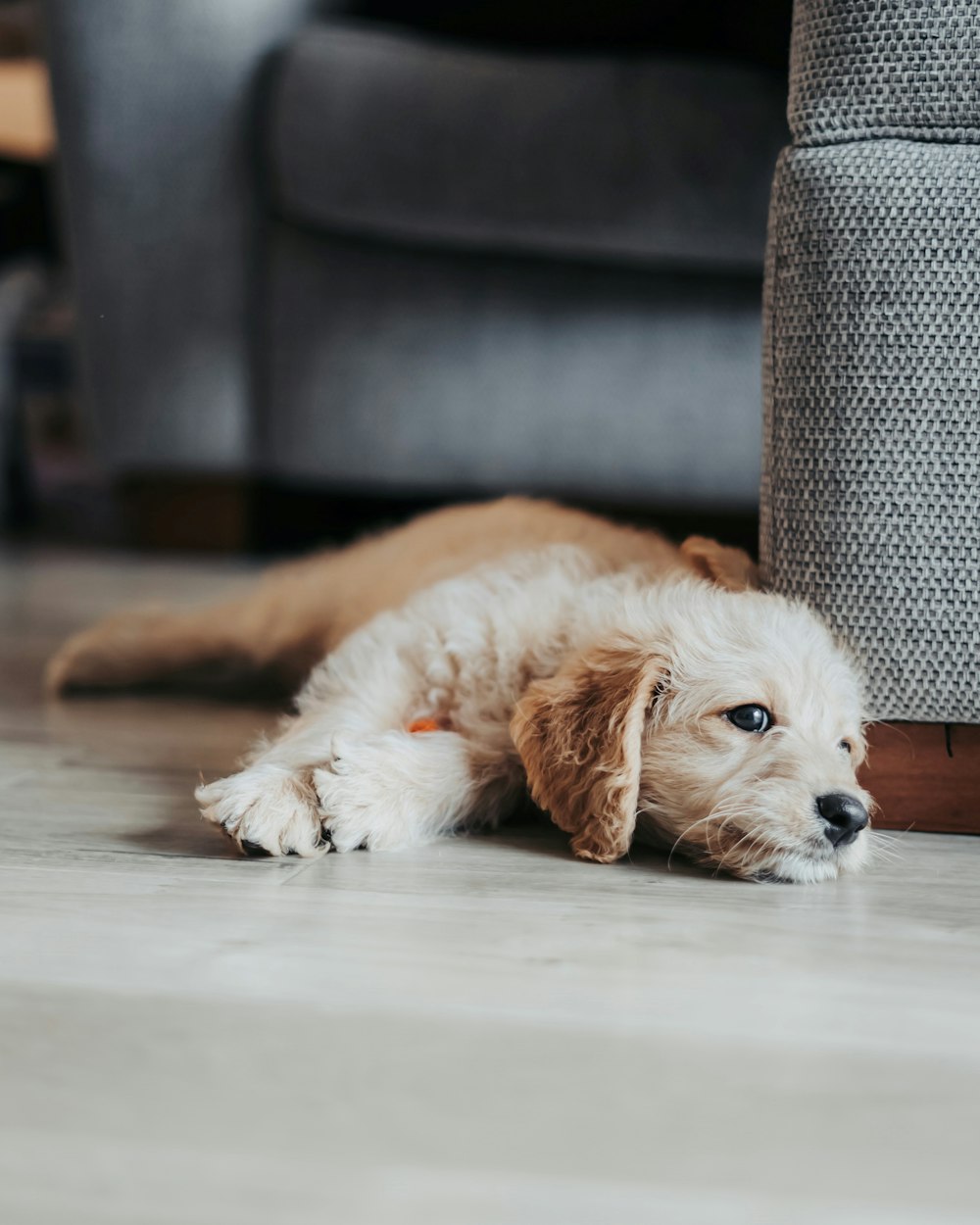 brown puppy lying beside sofa