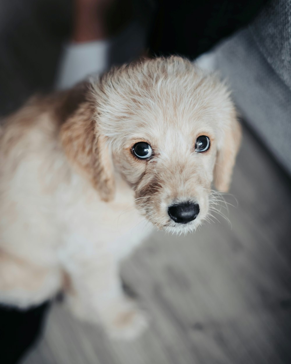 tan toy poodle puppy