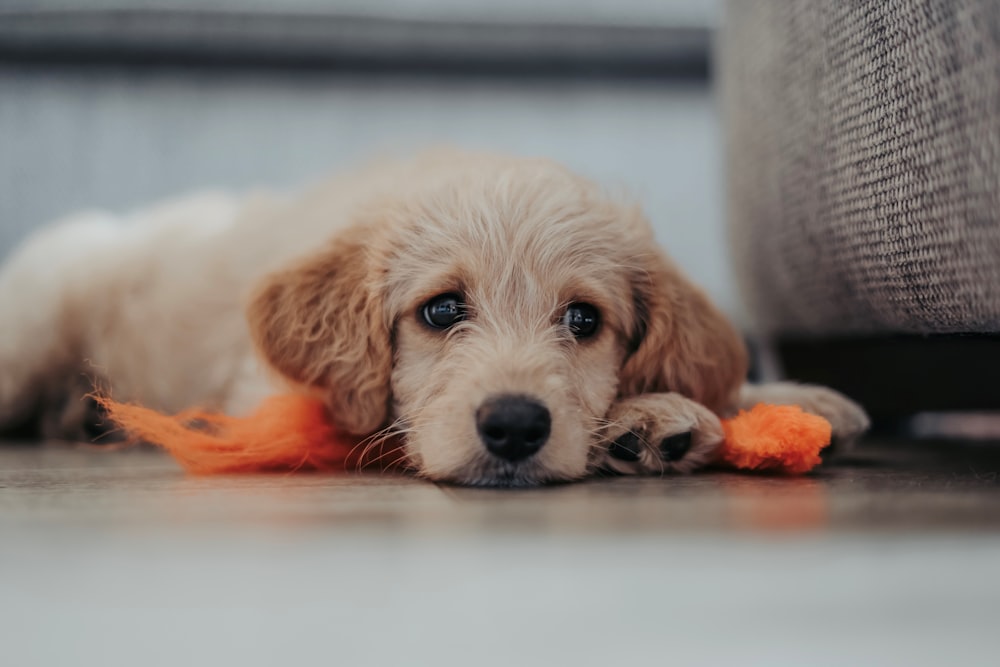 chiot labrador jaune