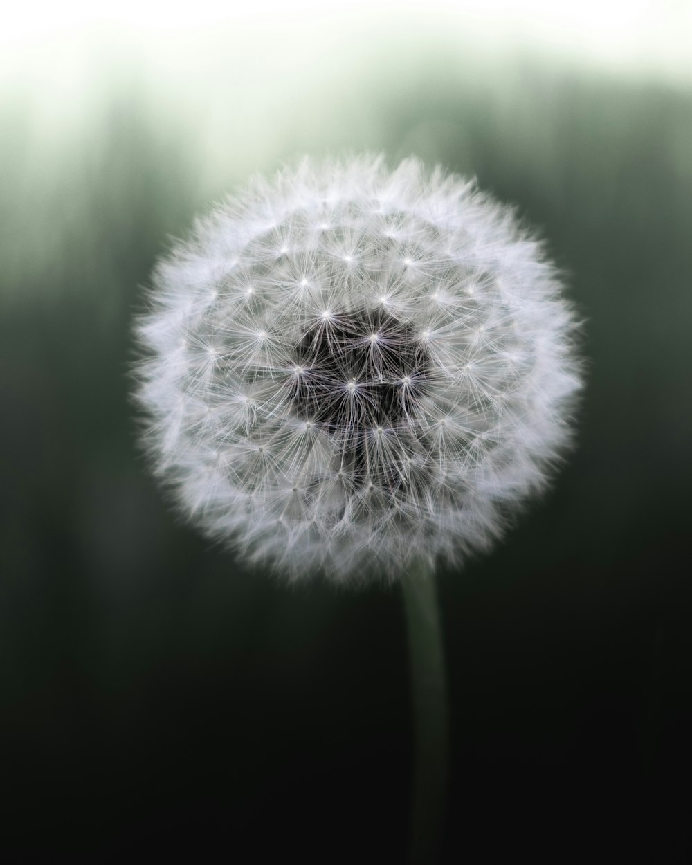 white dandelion