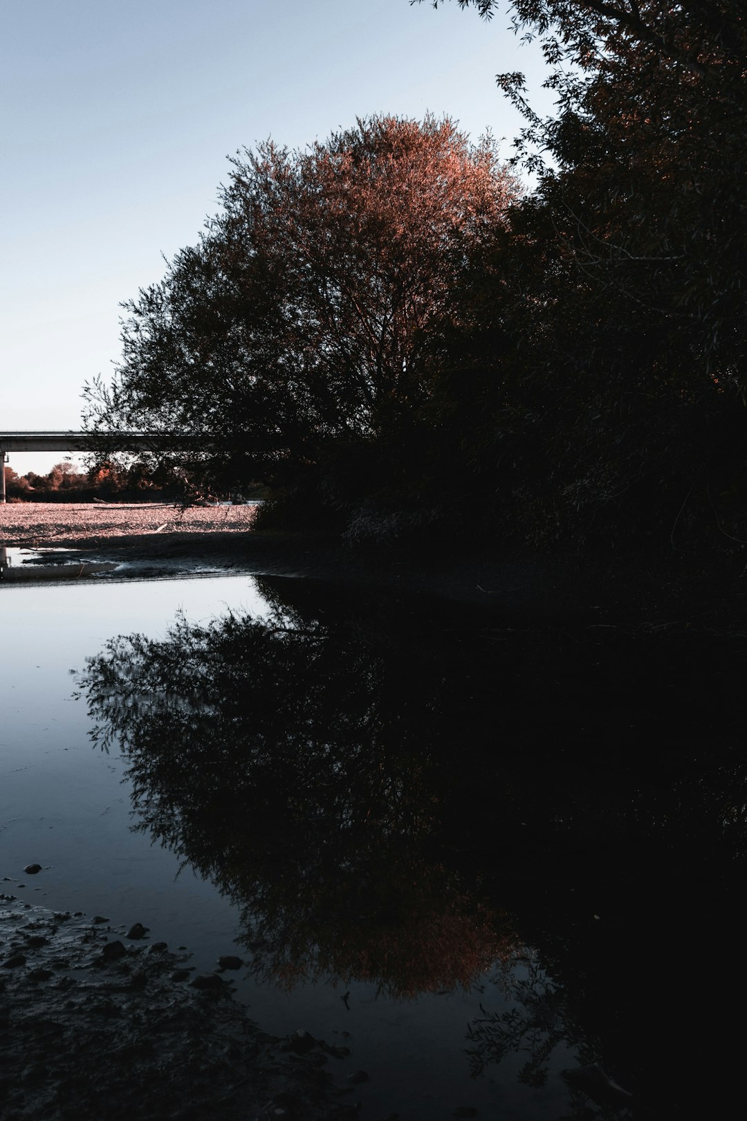 body of water surrounded with trees