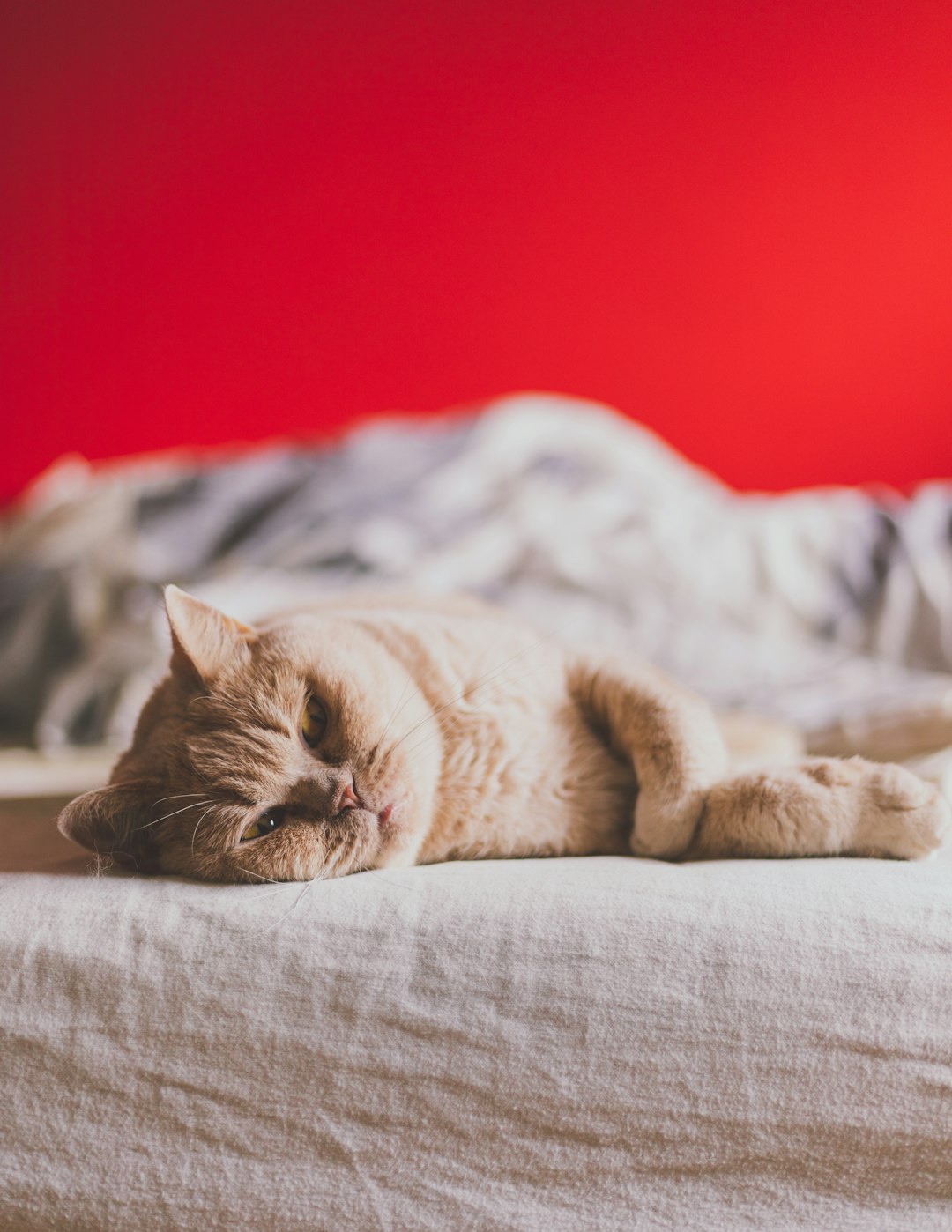 orange tabby cat on brown textile