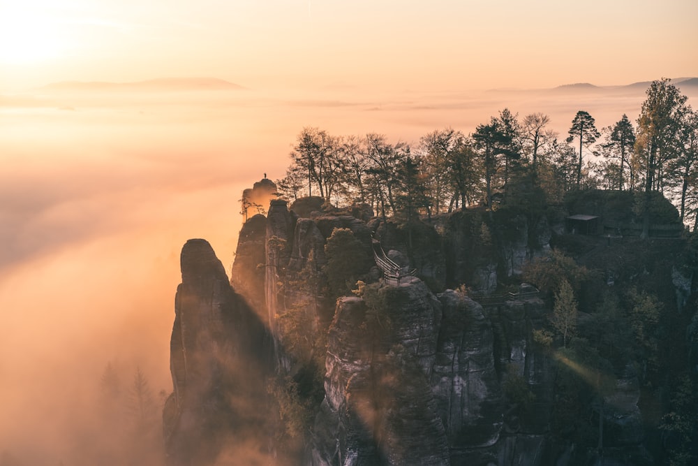 trees on cliff during daytime