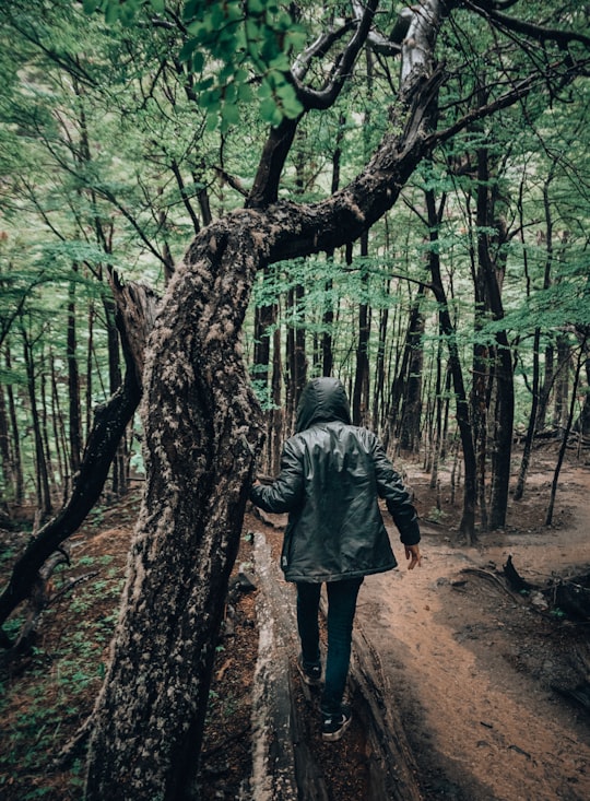 person wearing grey coat standing beside tree in Torres del Paine Chile