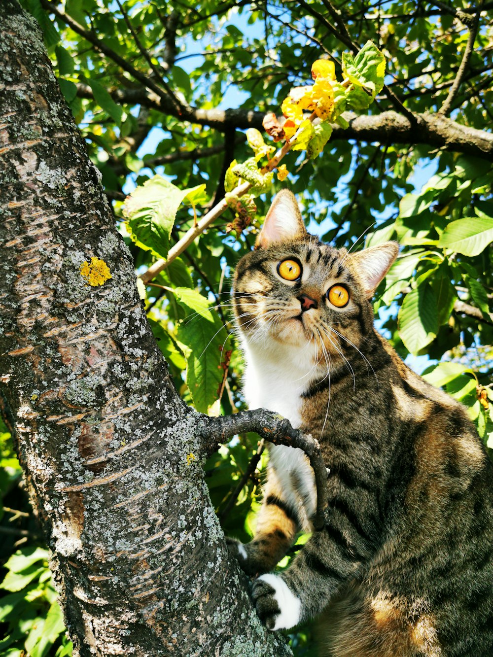 brown tabby cat on green tree