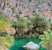 green trees beside body of water during daytime