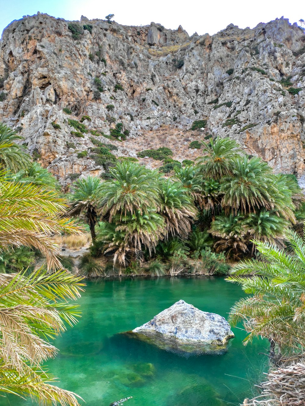 green trees beside body of water during daytime