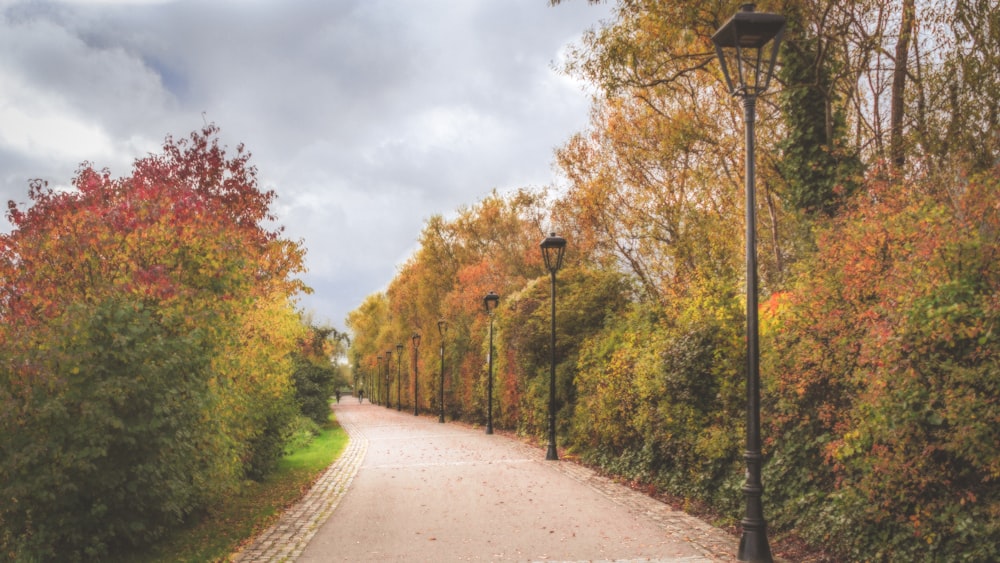 trees and lamp post near road