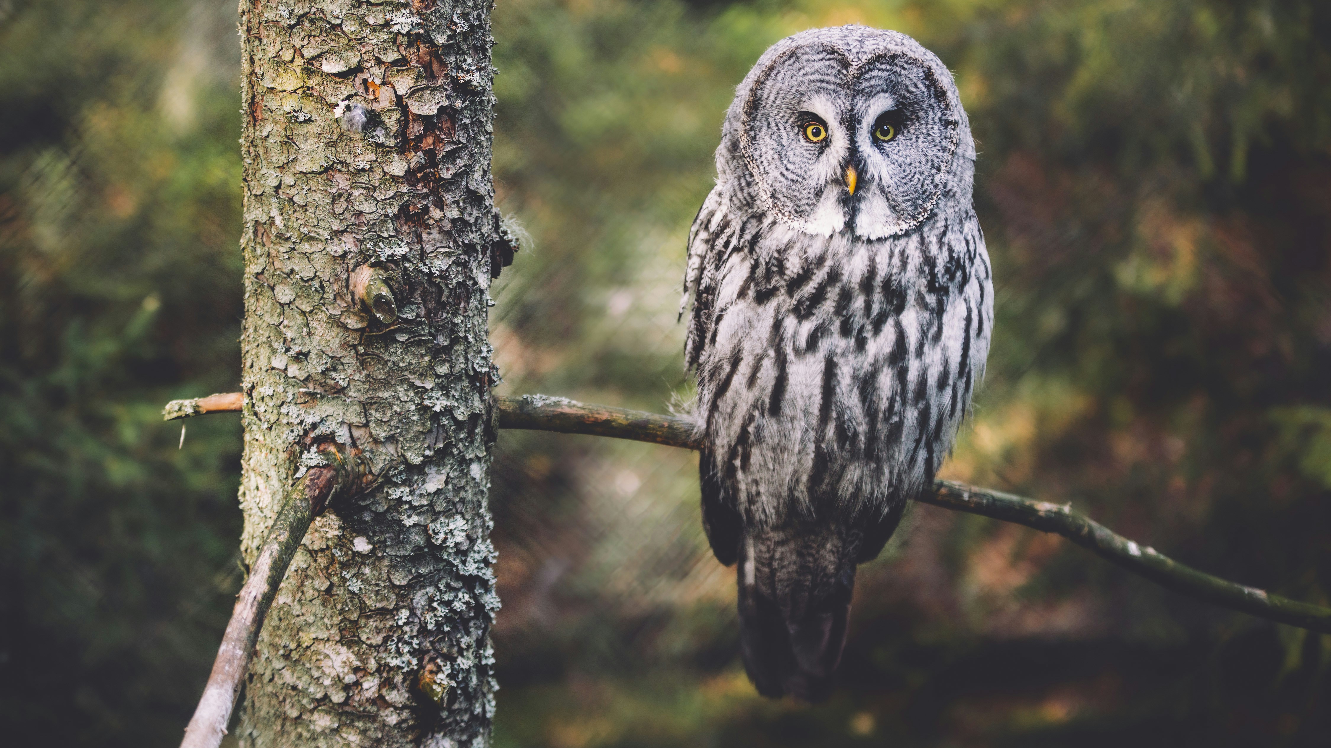 barn own on the tree trunk photograph