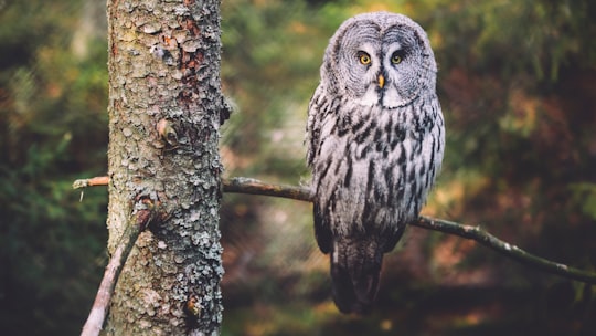 barn own on the tree trunk photograph in Järvsö Sweden