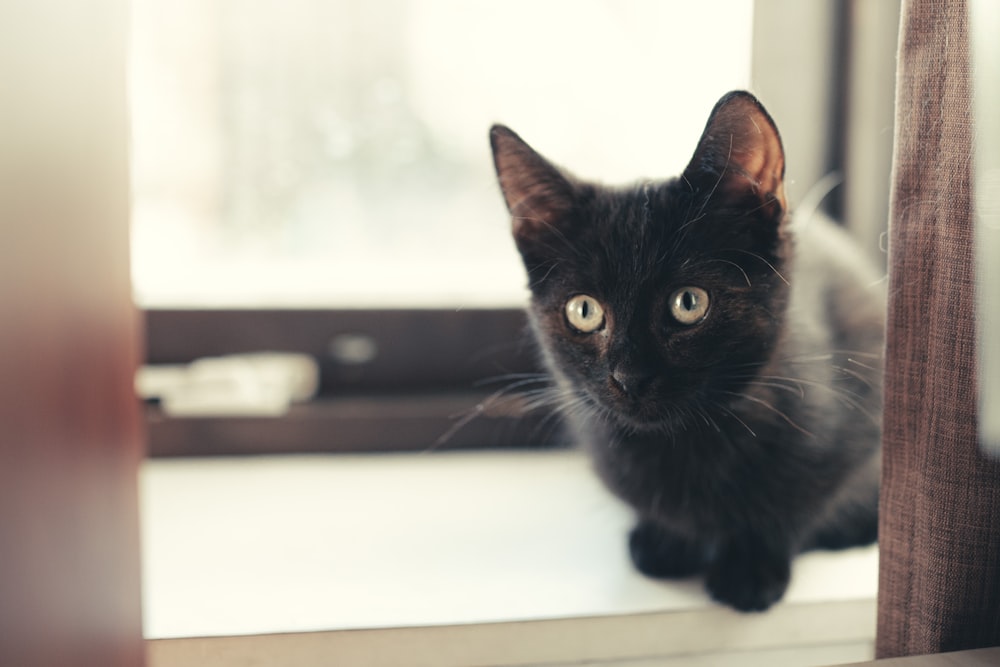 Bombay cat