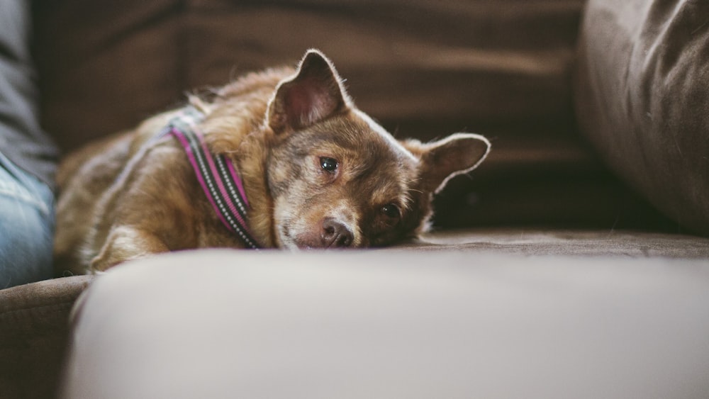 short-coated brown dog