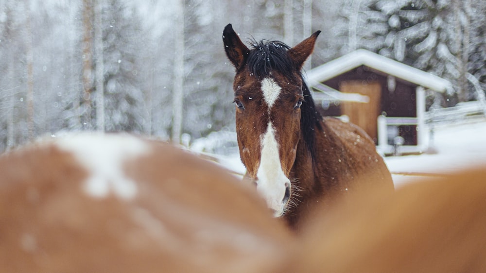 Photographie sélective de chevaux bruns et blancs pendant la neige