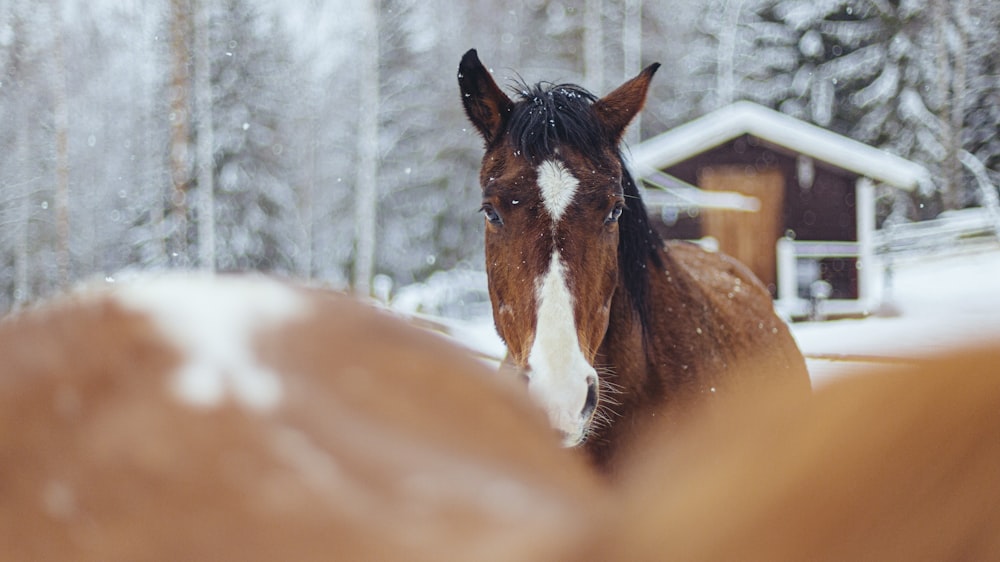 Fotografia com foco seletivo de cavalos marrons e brancos durante a neve