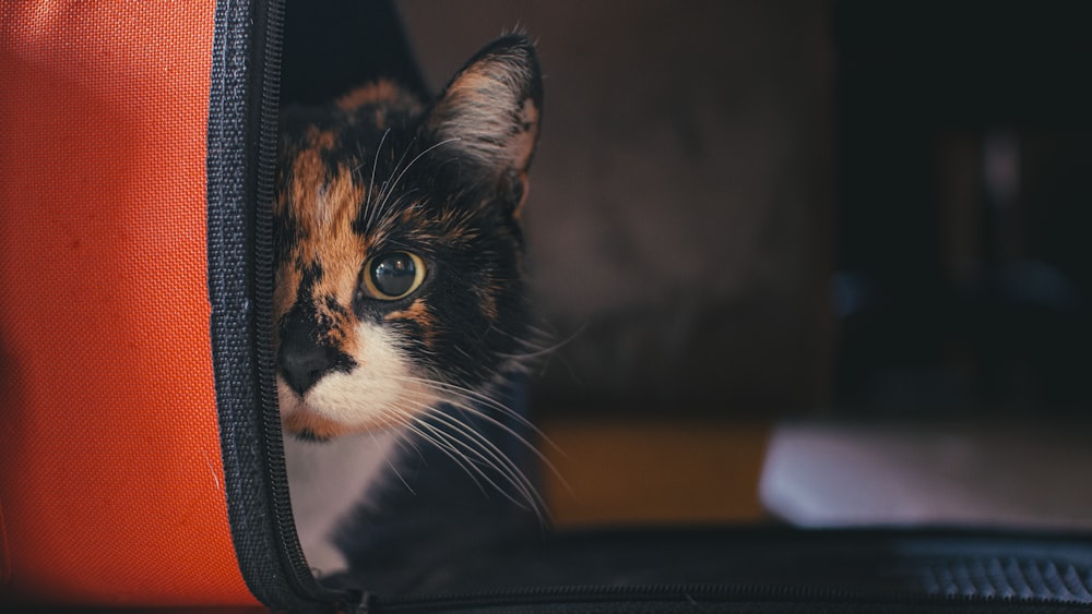 Chaton tigré noir, orange et blanc dans une cage de transport