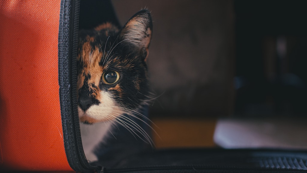 Areia Higiênica para Gatos