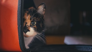 Areia Higiênica para Gatos