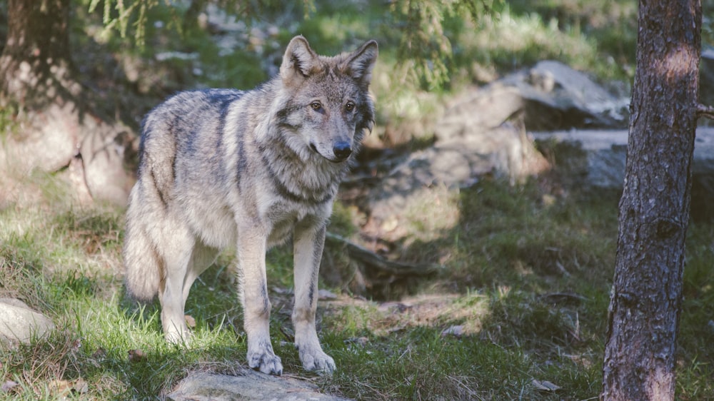 gray and black wolf standing near tree trunk during daytime