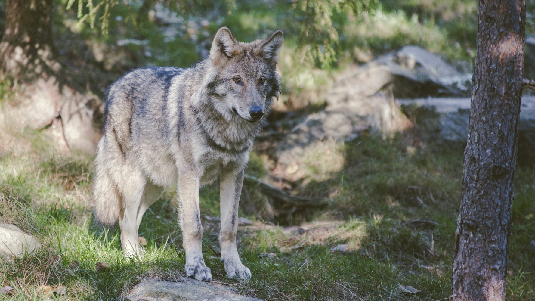 Colorado Voters Approve Gray Wolf Reintroduction
