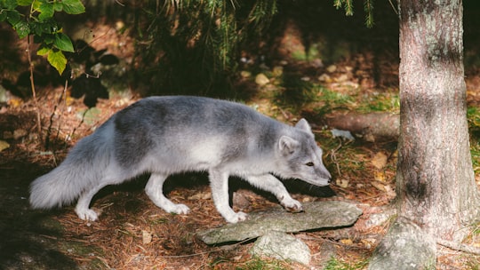 white and gray wolfdog near tree in Järvsö Sweden