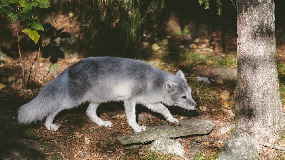 white and gray wolfdog near tree